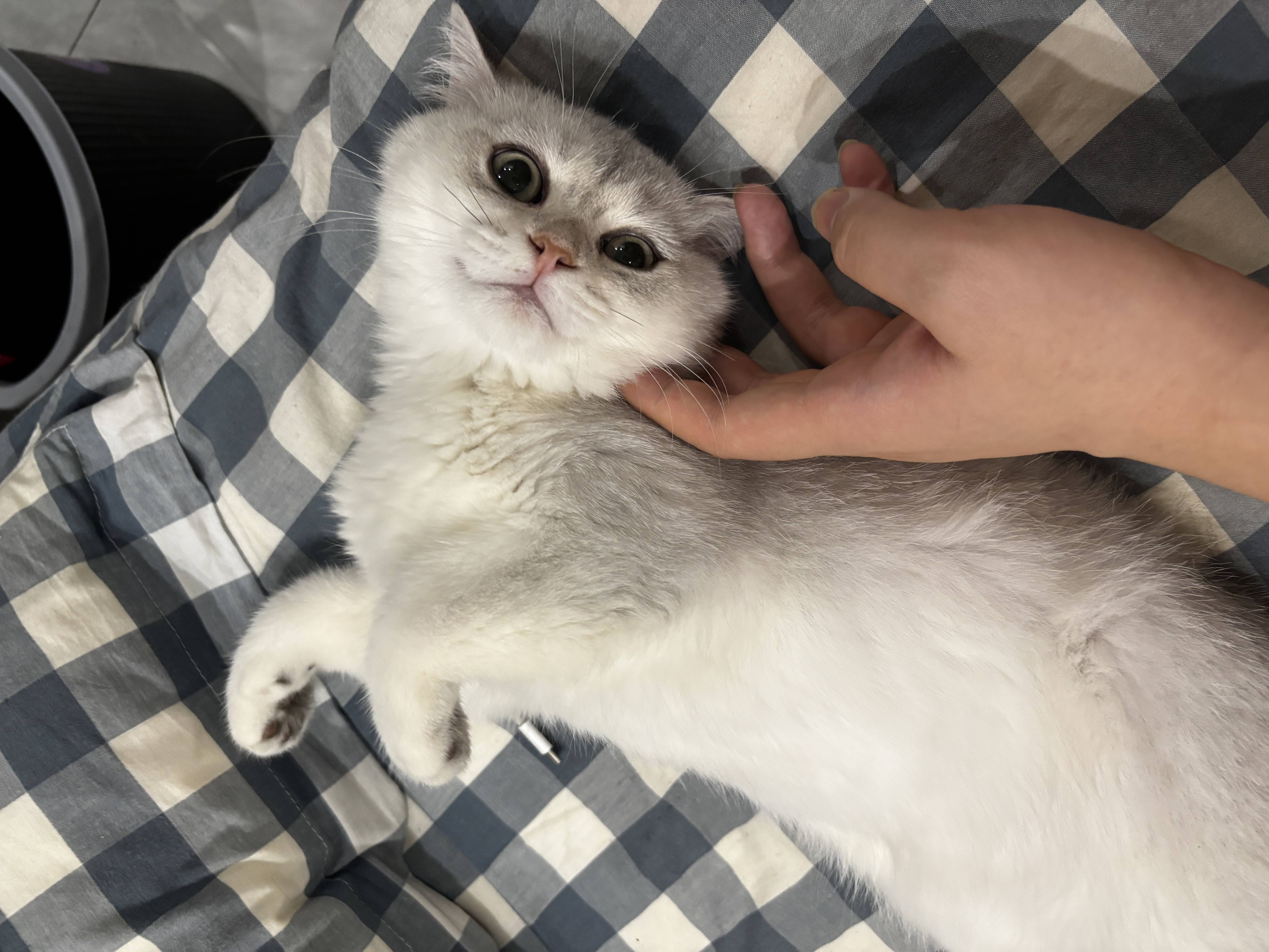 馒头